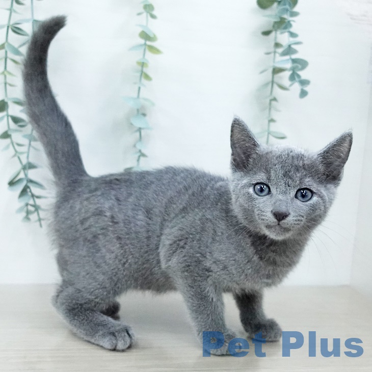 宮城県のロシアンブルー (ペットプラス 名取店/2025年9月26日生まれ/男の子/ブルー)の子猫の1枚目の画像