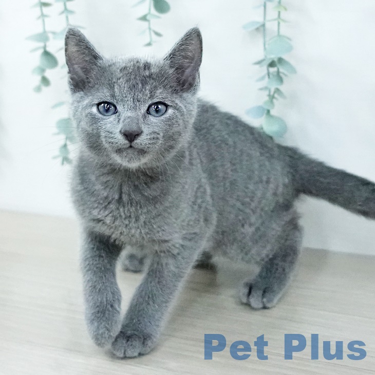 宮城県のロシアンブルー (ペットプラス 名取店/2025年9月26日生まれ/男の子/ブルー)の子猫の2枚目の画像