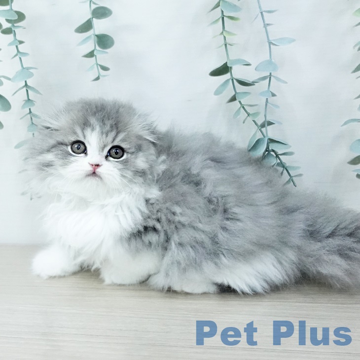 スコティッシュフォールド