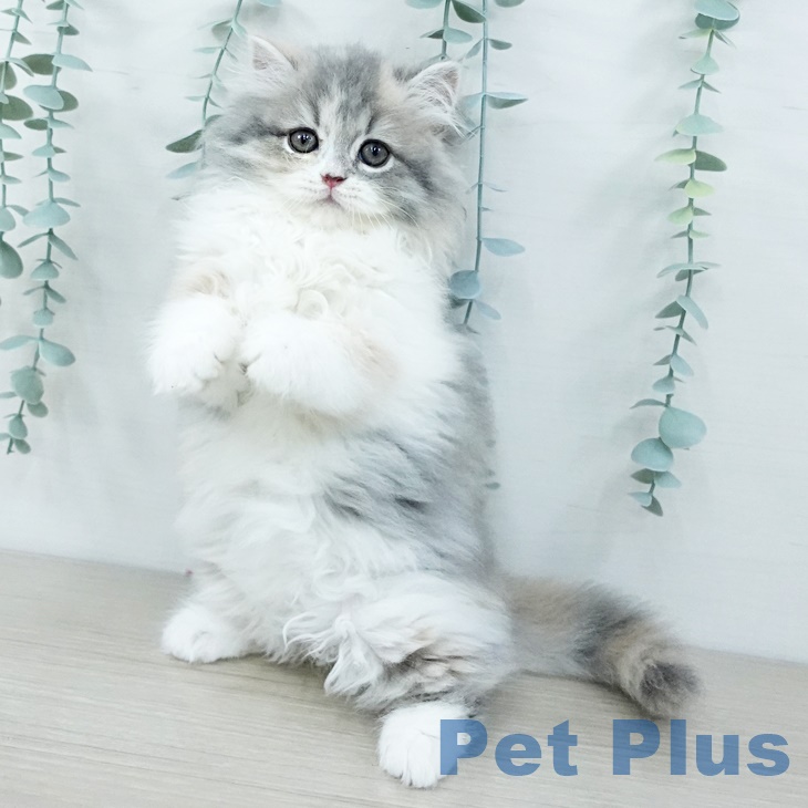 福島県のスコティッシュフォールド (ペットプラス 福島店/2025年9月19日生まれ/女の子/ダイリュートキャリコ)の子猫