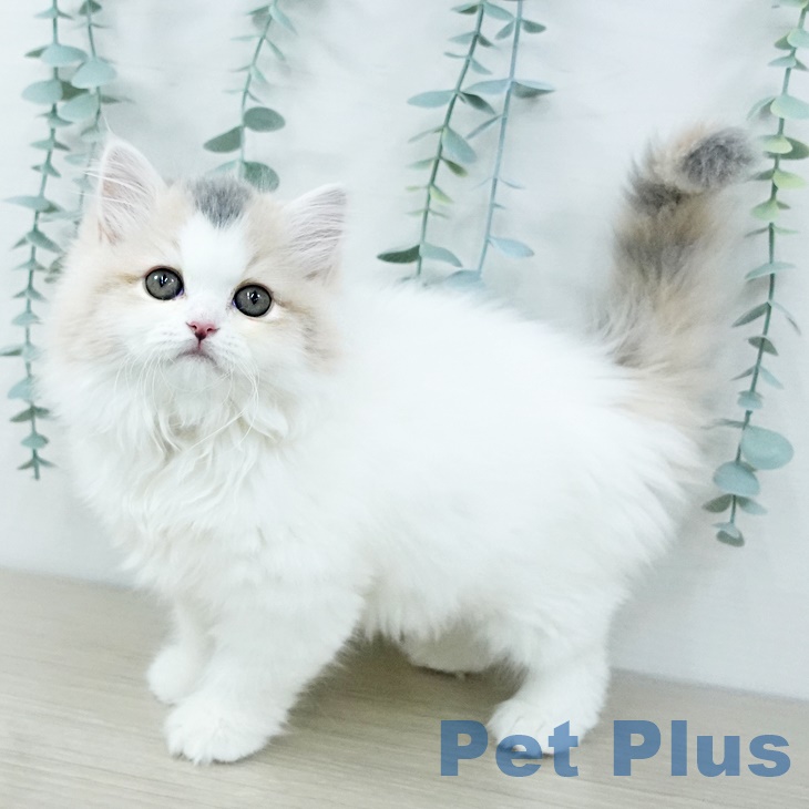 スコティッシュフォールド