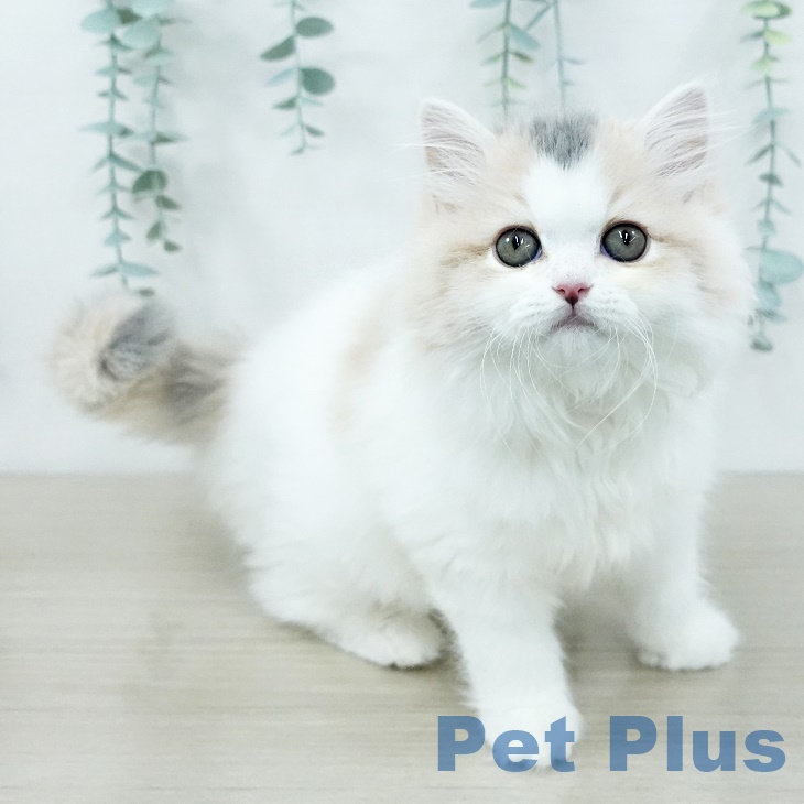 スコティッシュフォールドの写真2