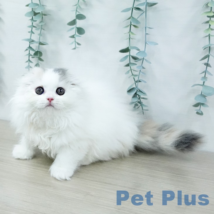 東京都のスコティッシュフォールド (ペットプラス アクアシティお台場店/2025年9月19日生まれ/女の子/ダイリュートキャリコ)の子猫の1枚目の画像