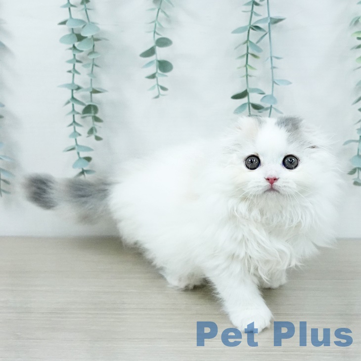 東京都のスコティッシュフォールド (ペットプラス アクアシティお台場店/2025年9月19日生まれ/女の子/ダイリュートキャリコ)の子猫の2枚目の画像