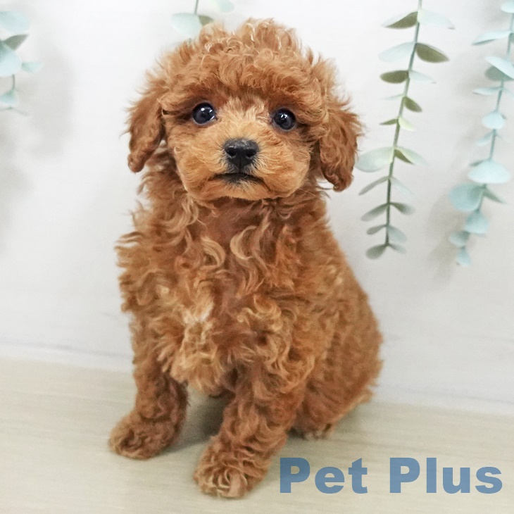神奈川県のトイプードル(トイ) (ペットプラス 武蔵小杉店/2025年9月20日生まれ/男の子/レッドフォーン)の子犬
