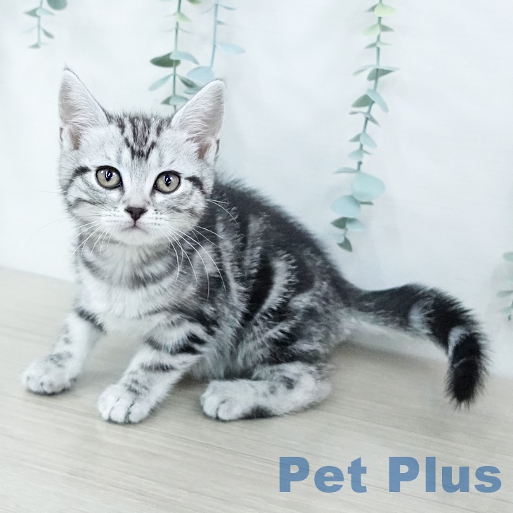 埼玉県のアメリカンショートヘアー (ペットプラス 浦和美園店/2025年9月27日生まれ/女の子/シルバータビー)の子猫の1枚目の画像