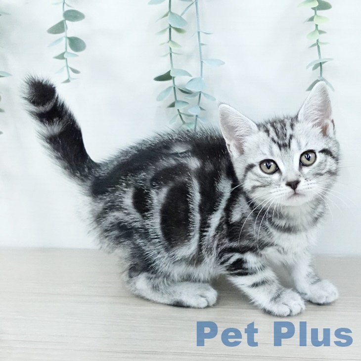 埼玉県のアメリカンショートヘアー (ペットプラス 浦和美園店/2025年9月27日生まれ/女の子/シルバータビー)の子猫の2枚目の画像