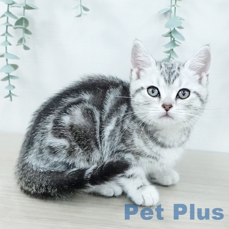 東京都のアメリカンショートヘアー (ペットプラス 立川高島屋S.C.店/2025年9月27日生まれ/女の子/シルバータビー)の子猫の1枚目の画像
