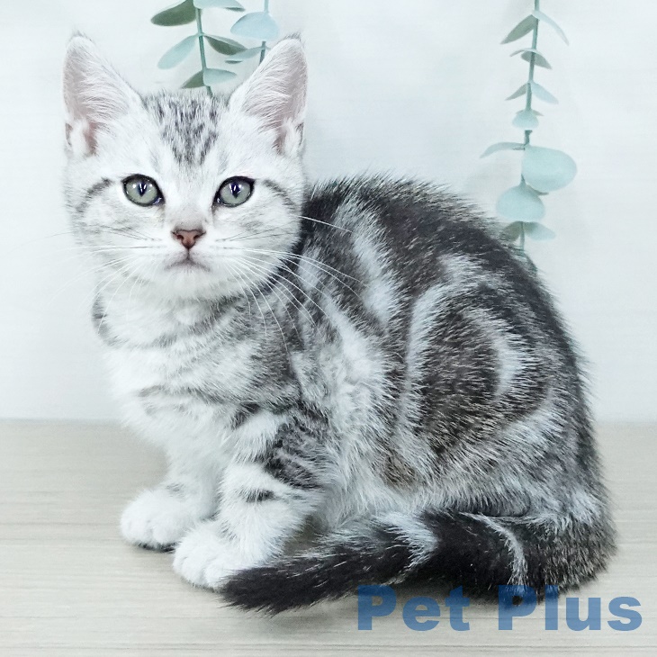 東京都のアメリカンショートヘアー (ペットプラス 立川高島屋S.C.店/2025年9月27日生まれ/女の子/シルバータビー)の子猫の2枚目の画像