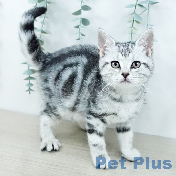 アメリカンショートヘア