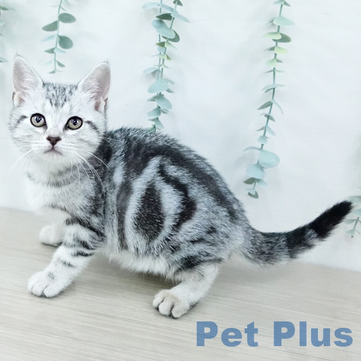 アメリカンショートヘア