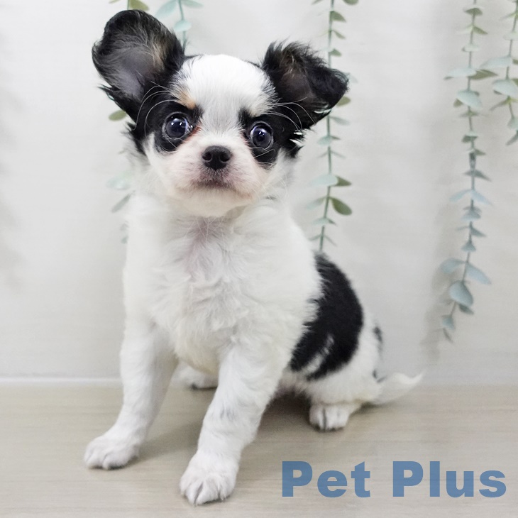 埼玉県のチワワ(ロング) (ペットプラス コクーンシティ店/2025年9月28日生まれ/男の子/パーティーカラー)の子犬の1枚目の画像