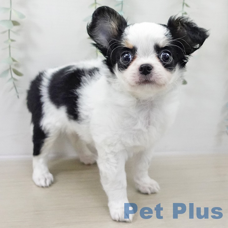 埼玉県のチワワ(ロング) (ペットプラス コクーンシティ店/2025年9月28日生まれ/男の子/パーティーカラー)の子犬の2枚目の画像