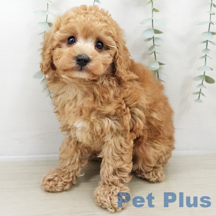 トイ・プードル