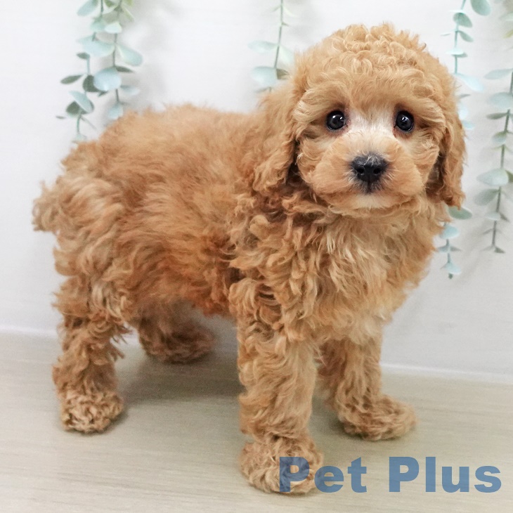 トイ・プードルの写真2