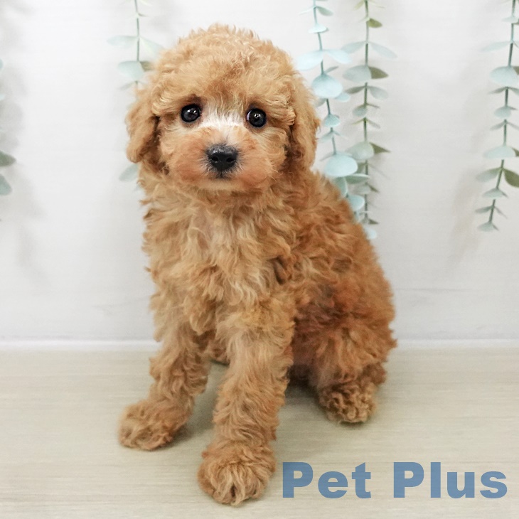 トイ・プードル