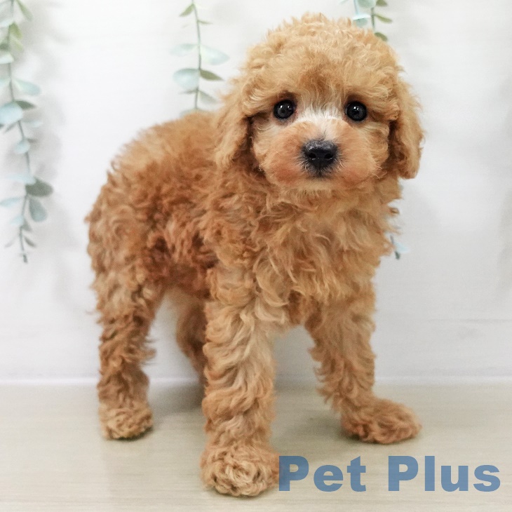 トイ・プードルの写真2