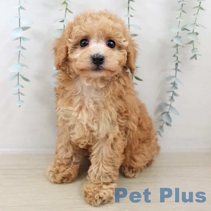 宮城県のトイプードル(トイ) (ペットプラス 仙台上杉店/2025年9月28日生まれ/女の子/アプリコット)の子犬の1枚目の画像