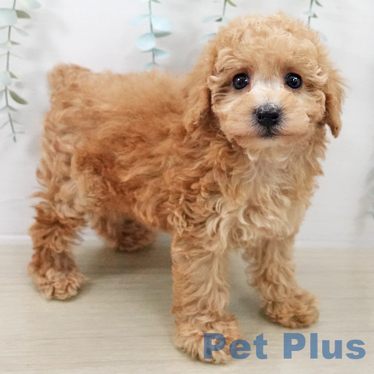 宮城県のトイプードル(トイ) (ペットプラス 仙台上杉店/2025年9月28日生まれ/女の子/アプリコット)の子犬の2枚目の画像