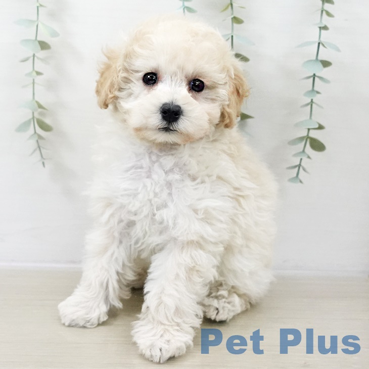 千葉県のトイプードル(トイ) (ペットプラス 八千代緑が丘店/2025年9月25日生まれ/女の子/クリーム)の子犬の1枚目の画像