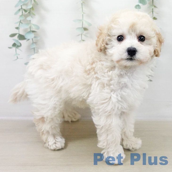 千葉県のトイプードル(トイ) (ペットプラス 八千代緑が丘店/2025年9月25日生まれ/女の子/クリーム)の子犬の2枚目の画像