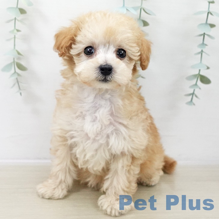 トイ・プードル