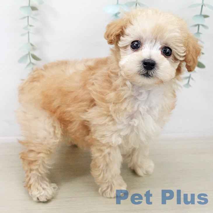 トイ・プードルの写真2