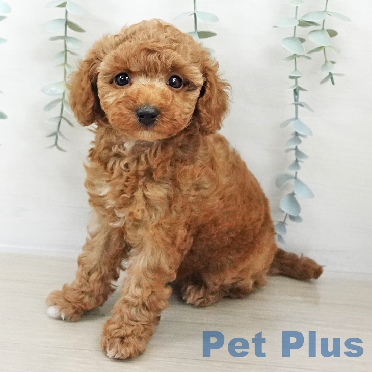 トイ・プードル