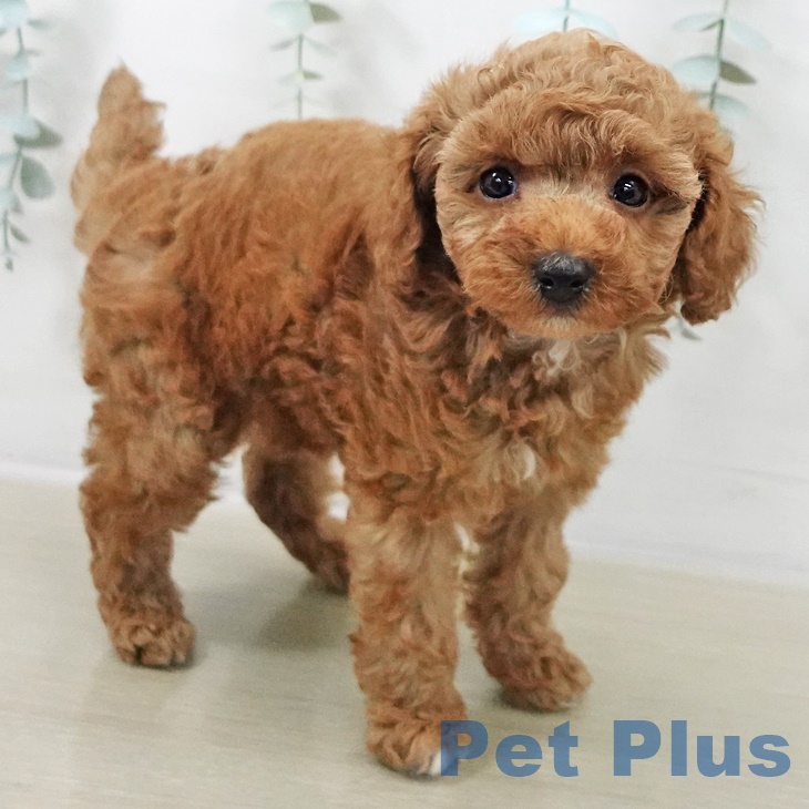 トイ・プードルの写真2