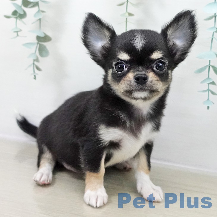 茨城県のチワワ(ロング) (ペットプラス つくば店/2025年9月22日生まれ/男の子/ブラックタンホワイト)の子犬