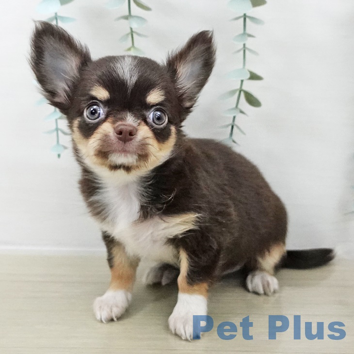 神奈川県のチワワ(ロング) (ペットプラス 座間店/2025年9月22日生まれ/女の子/チョコレートタンホワイト)の子犬の1枚目の画像