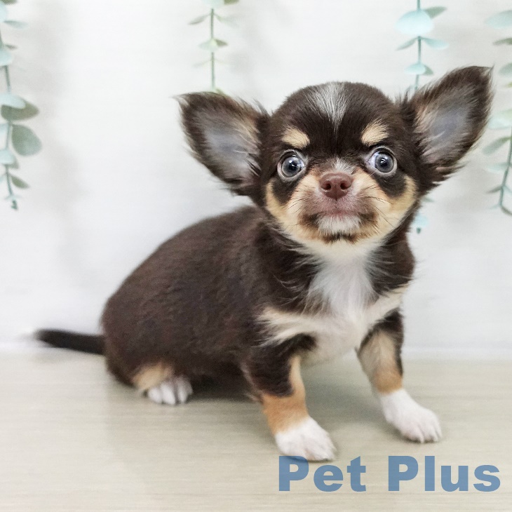 神奈川県のチワワ(ロング) (ペットプラス 座間店/2025年9月22日生まれ/女の子/チョコレートタンホワイト)の子犬の2枚目の画像
