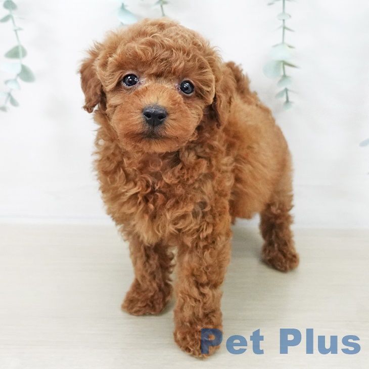 宮城県のトイプードル(トイ) (ペットプラス 仙台上杉店/2025年9月23日生まれ/男の子/レッド)の子犬の1枚目の画像
