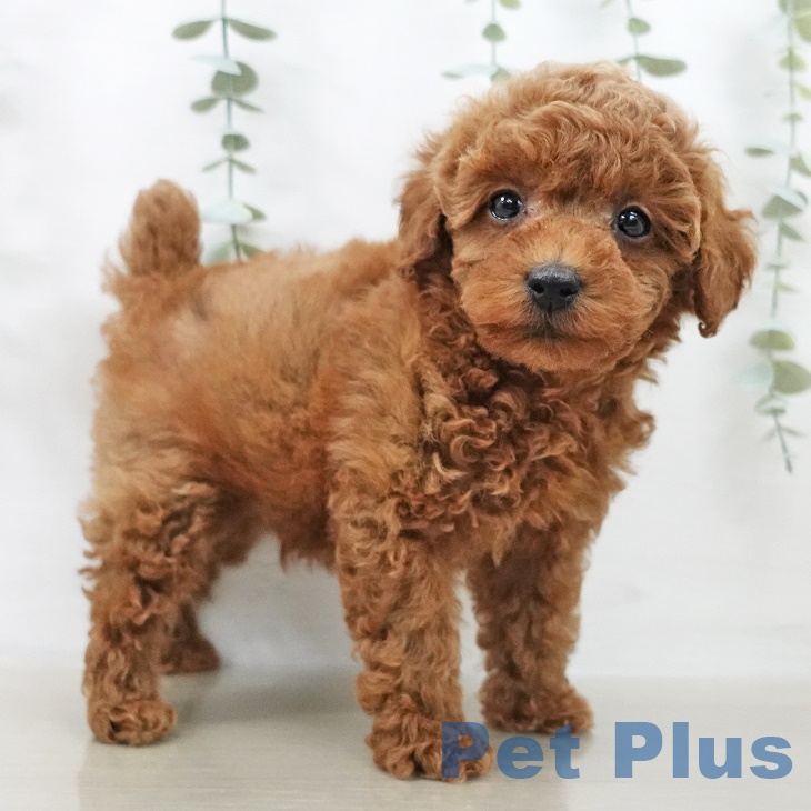 宮城県のトイプードル(トイ) (ペットプラス 仙台上杉店/2025年9月23日生まれ/男の子/レッド)の子犬の2枚目の画像