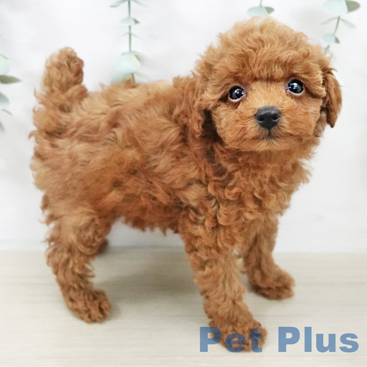 千葉県のトイプードル(トイ) (ペットプラス 幕張新都心店/2025年9月23日生まれ/女の子/レッド)の子犬の1枚目の画像