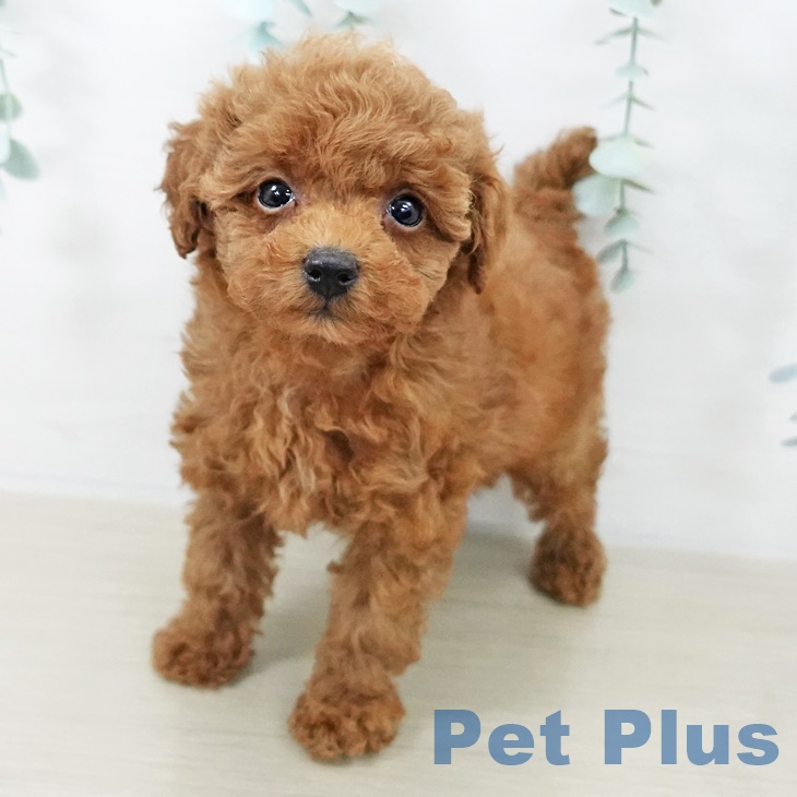 千葉県のトイプードル(トイ) (ペットプラス 幕張新都心店/2025年9月23日生まれ/女の子/レッド)の子犬の2枚目の画像