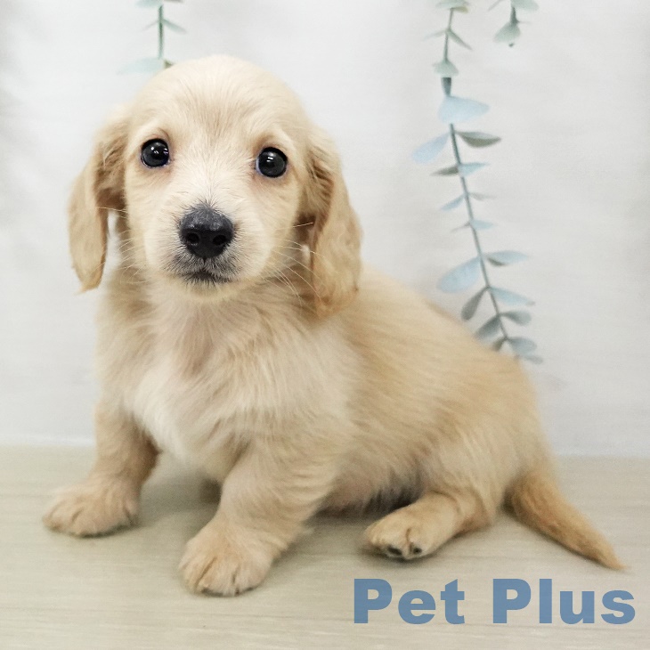 ミニチュア・ダックスフンド