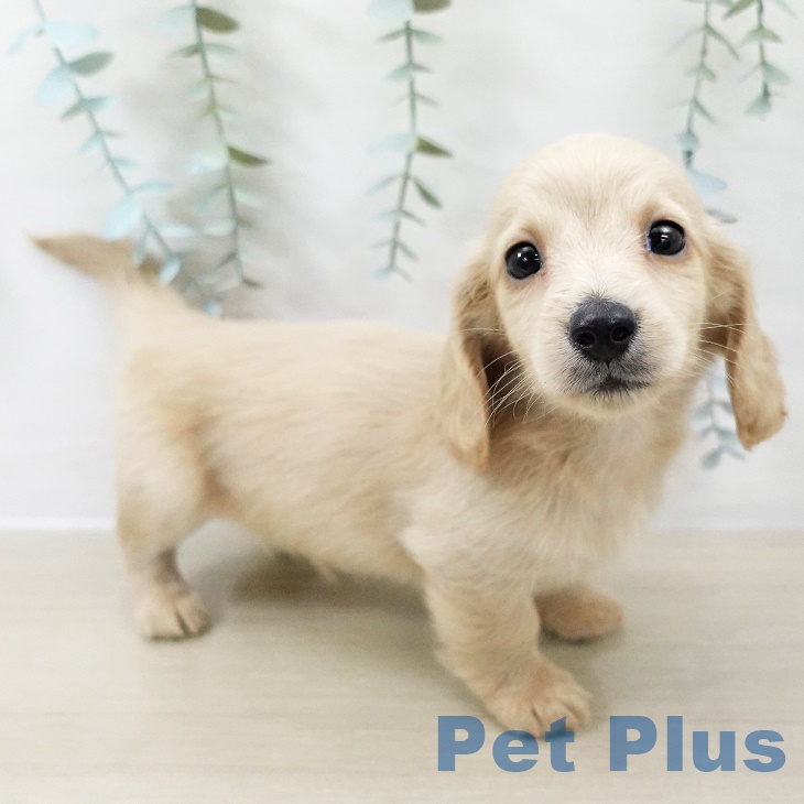 ミニチュア・ダックスフンド