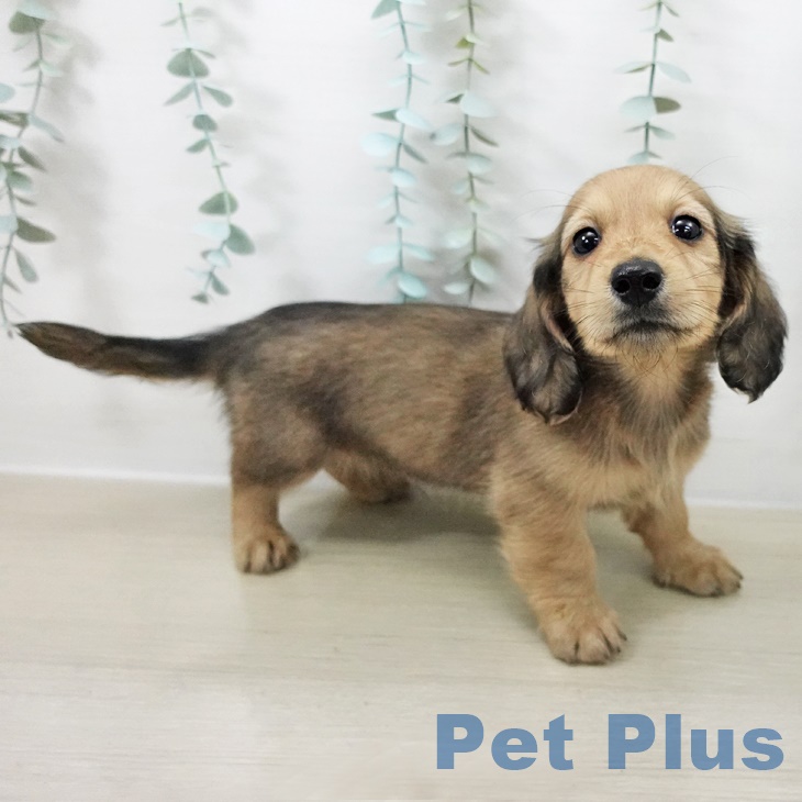 ミニチュア・ダックスフンド