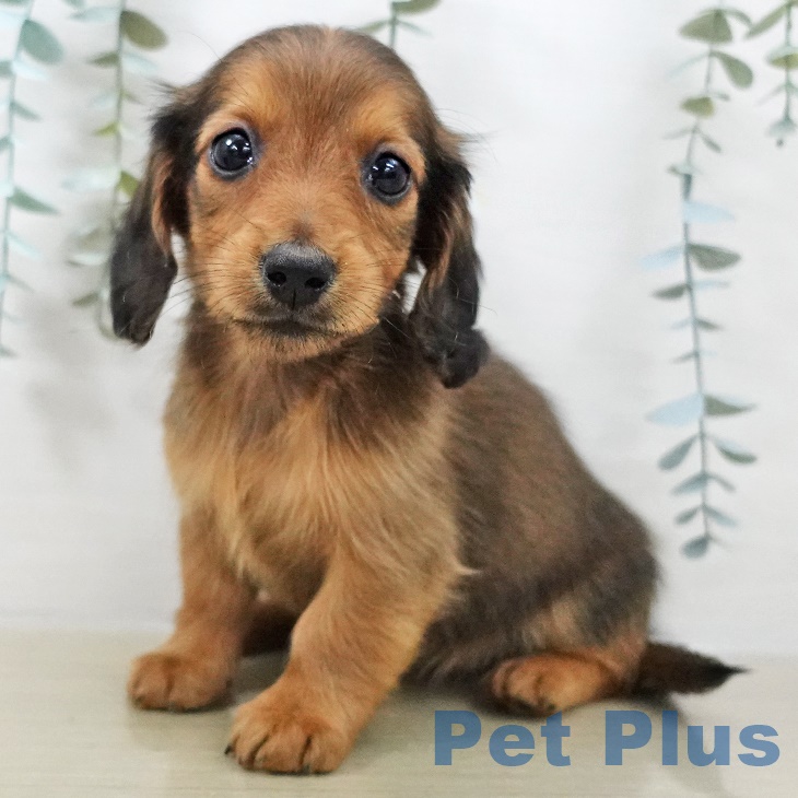 ミニチュア・ダックスフンド