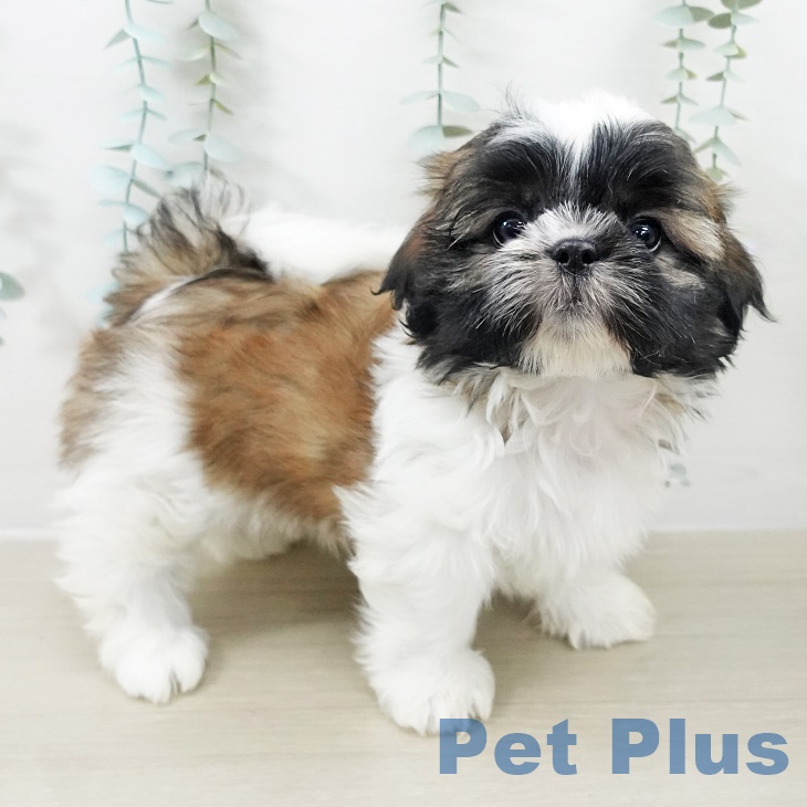 神奈川県のシーズー (ペッツワン 横須賀久里浜店/2025年9月25日生まれ/男の子/ホワイトゴールド)の子犬の1枚目の画像