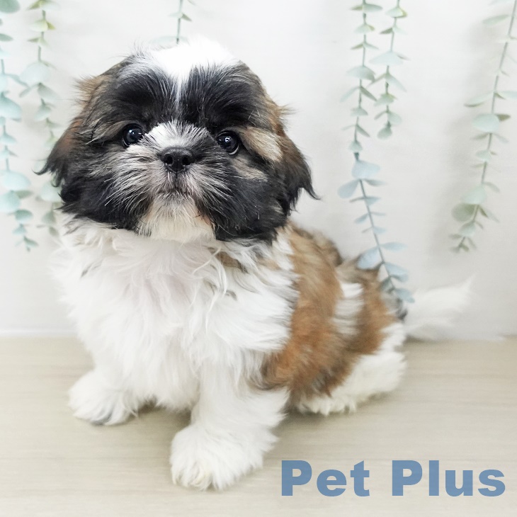 神奈川県のシーズー (ペッツワン 横須賀久里浜店/2025年9月25日生まれ/男の子/ホワイトゴールド)の子犬の2枚目の画像