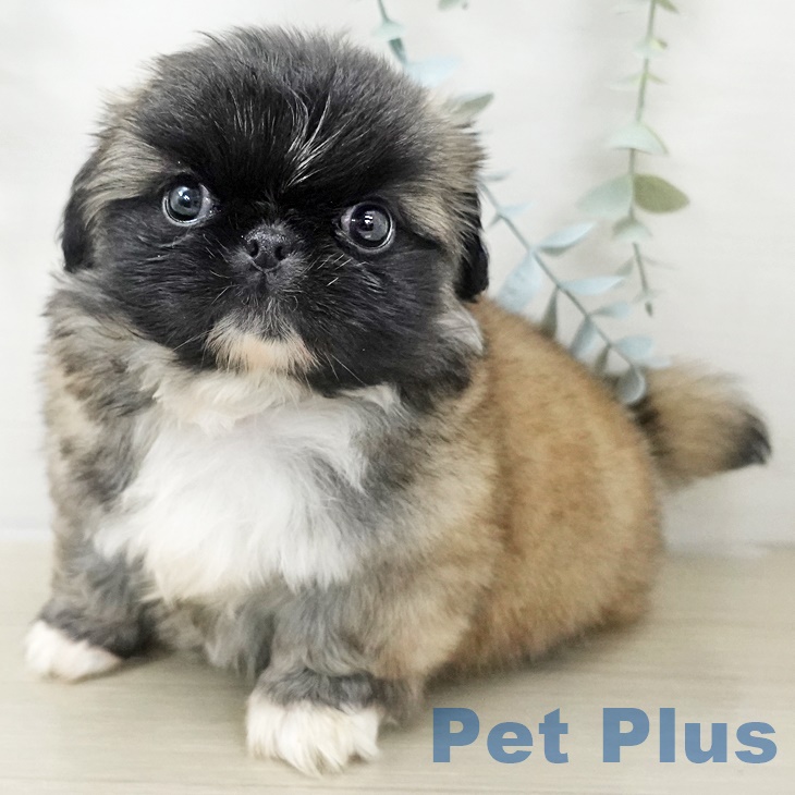 東京都のペキニーズ (ペットプラス アクアシティお台場店/2025年9月29日生まれ/女の子/フォーンホワイト)の子犬の1枚目の画像