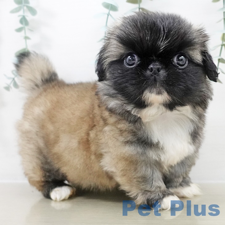 東京都のペキニーズ (ペットプラス アクアシティお台場店/2025年9月29日生まれ/女の子/フォーンホワイト)の子犬の2枚目の画像