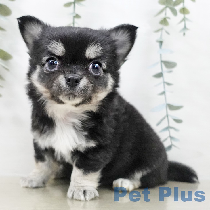 茨城県のチワワ(ロング) (ペットプラス つくば店/2025年9月29日生まれ/男の子/ブラックタンホワイト)の子犬の1枚目の画像
