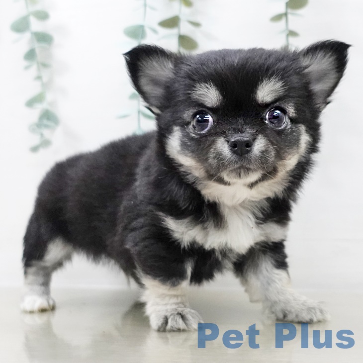 茨城県のチワワ(ロング) (ペットプラス つくば店/2025年9月29日生まれ/男の子/ブラックタンホワイト)の子犬の2枚目の画像