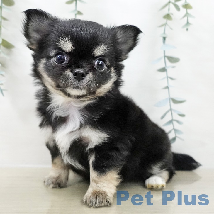東京都のチワワ(ロング) (ペットプラス 多摩平の森店/2025年9月29日生まれ/女の子/ブラックタンホワイト)の子犬の1枚目の画像