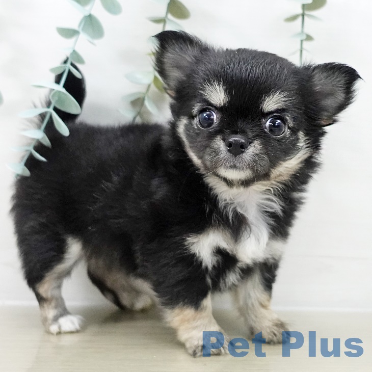 東京都のチワワ(ロング) (ペットプラス 多摩平の森店/2025年9月29日生まれ/女の子/ブラックタンホワイト)の子犬の2枚目の画像
