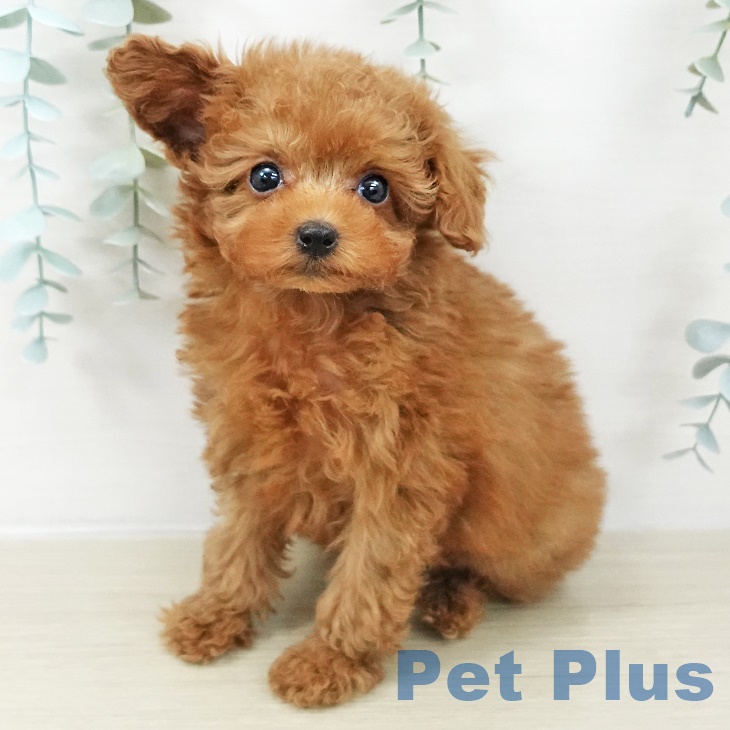 岩手県のトイプードル(トイ) (ペットプラス 盛岡南店/2025年9月20日生まれ/男の子/レッド)の子犬の1枚目の画像