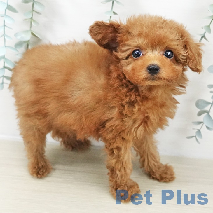 岩手県のトイプードル(トイ) (ペットプラス 盛岡南店/2025年9月20日生まれ/男の子/レッド)の子犬の2枚目の画像